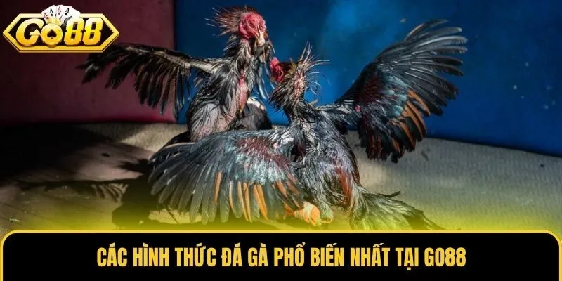 Đá Gà 1 Các hình thức đá gà phổ biến nhất tại Go88